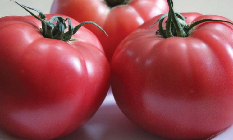 Pomidory malinowe od Rol-Spec