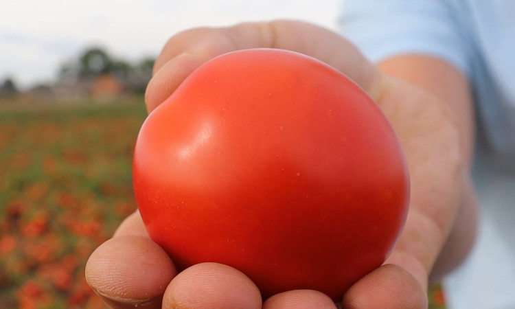 Pomidory gruntowe od Cora Seeds